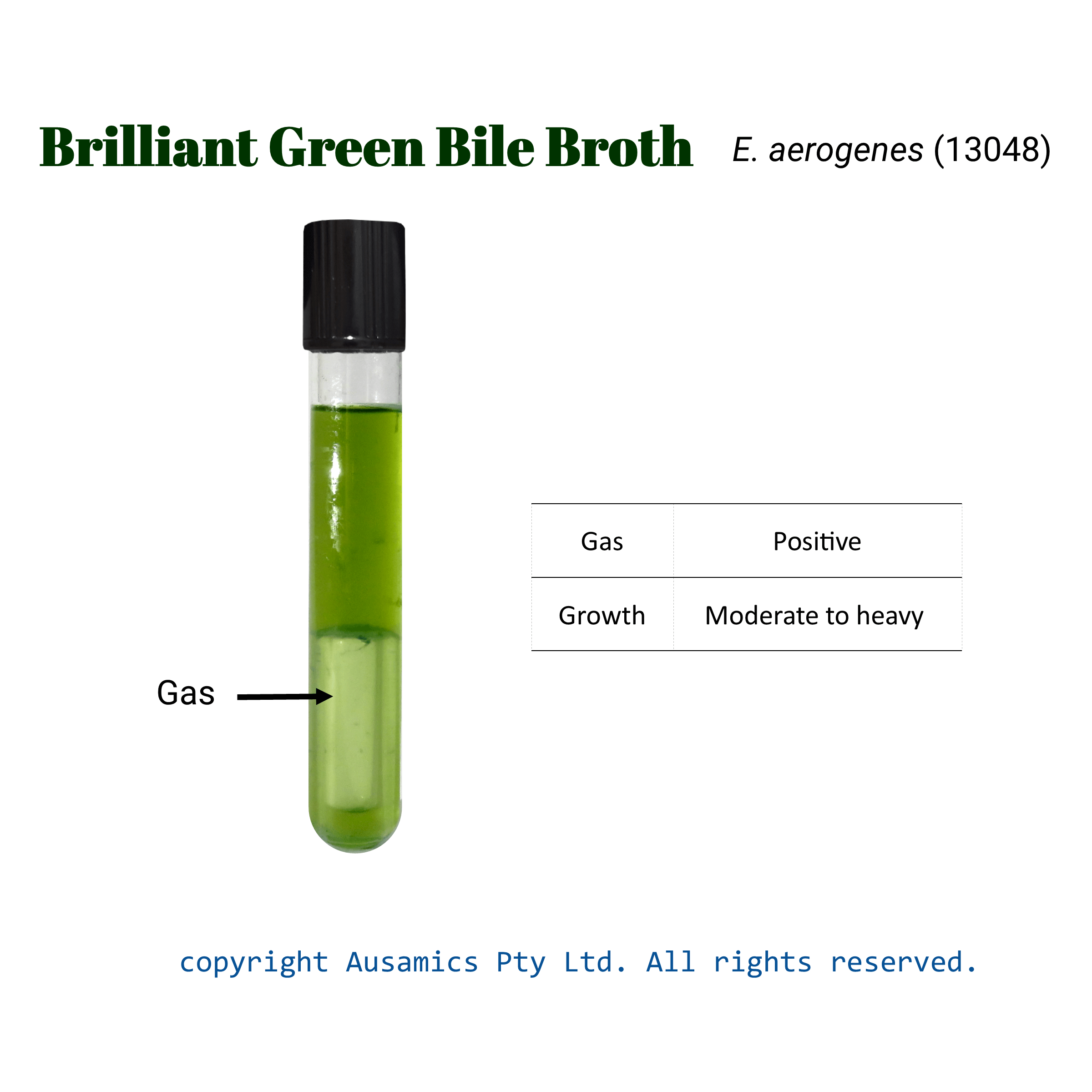 BGBB_Eaerogenes(13048)_Ausamics