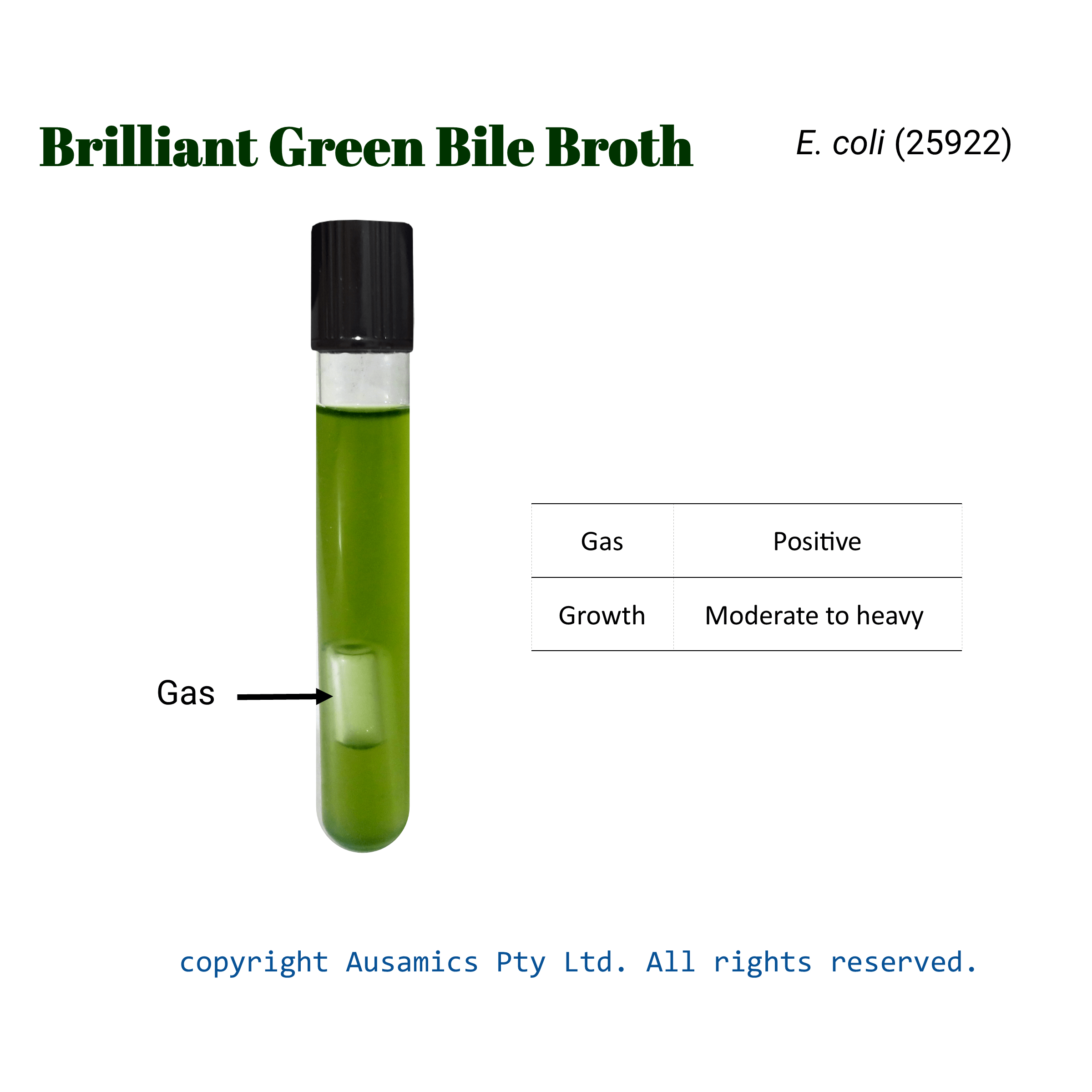 BGBB_Ecoli(25922)_Ausamics