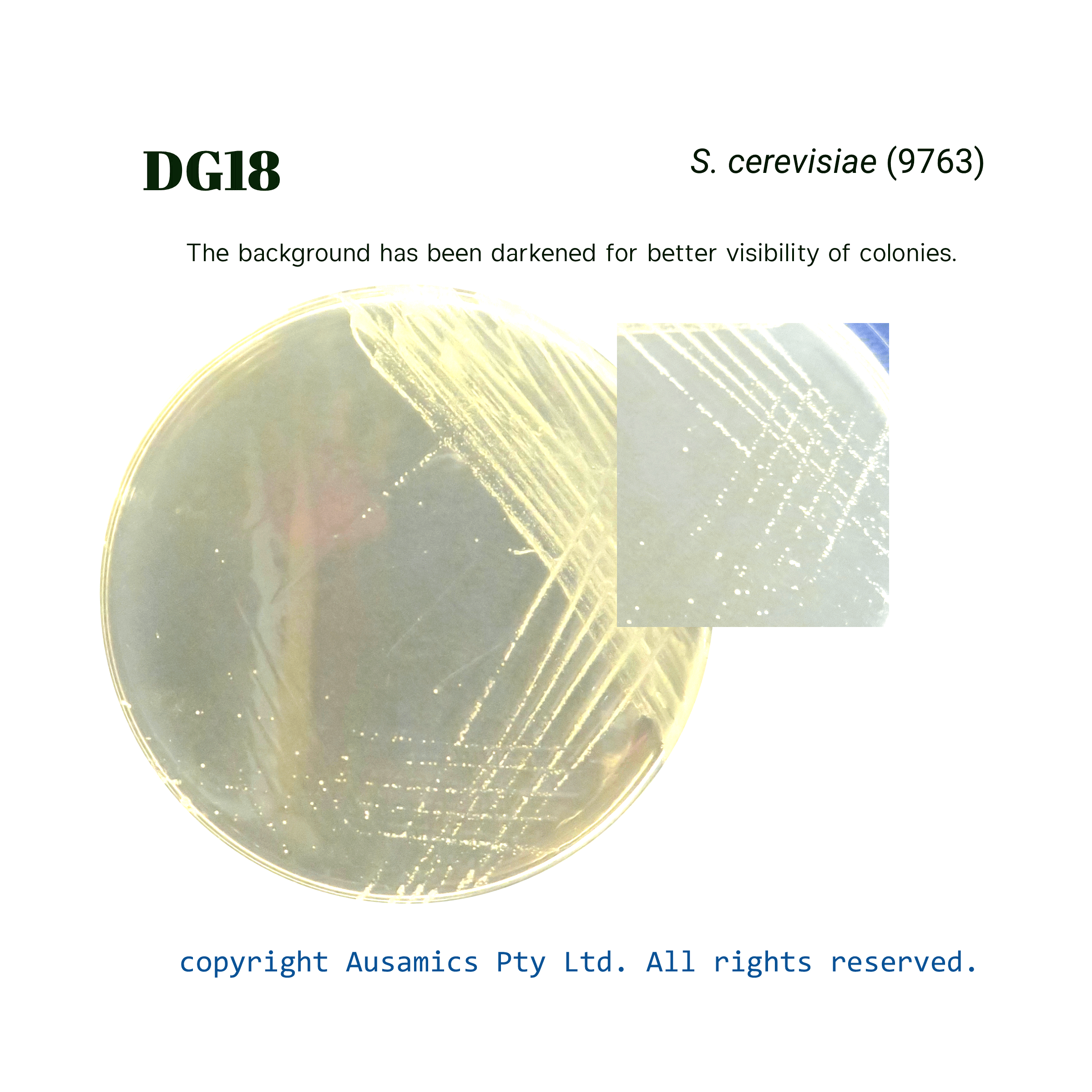 DG18_Scerevisiae(9763)_Ausamics