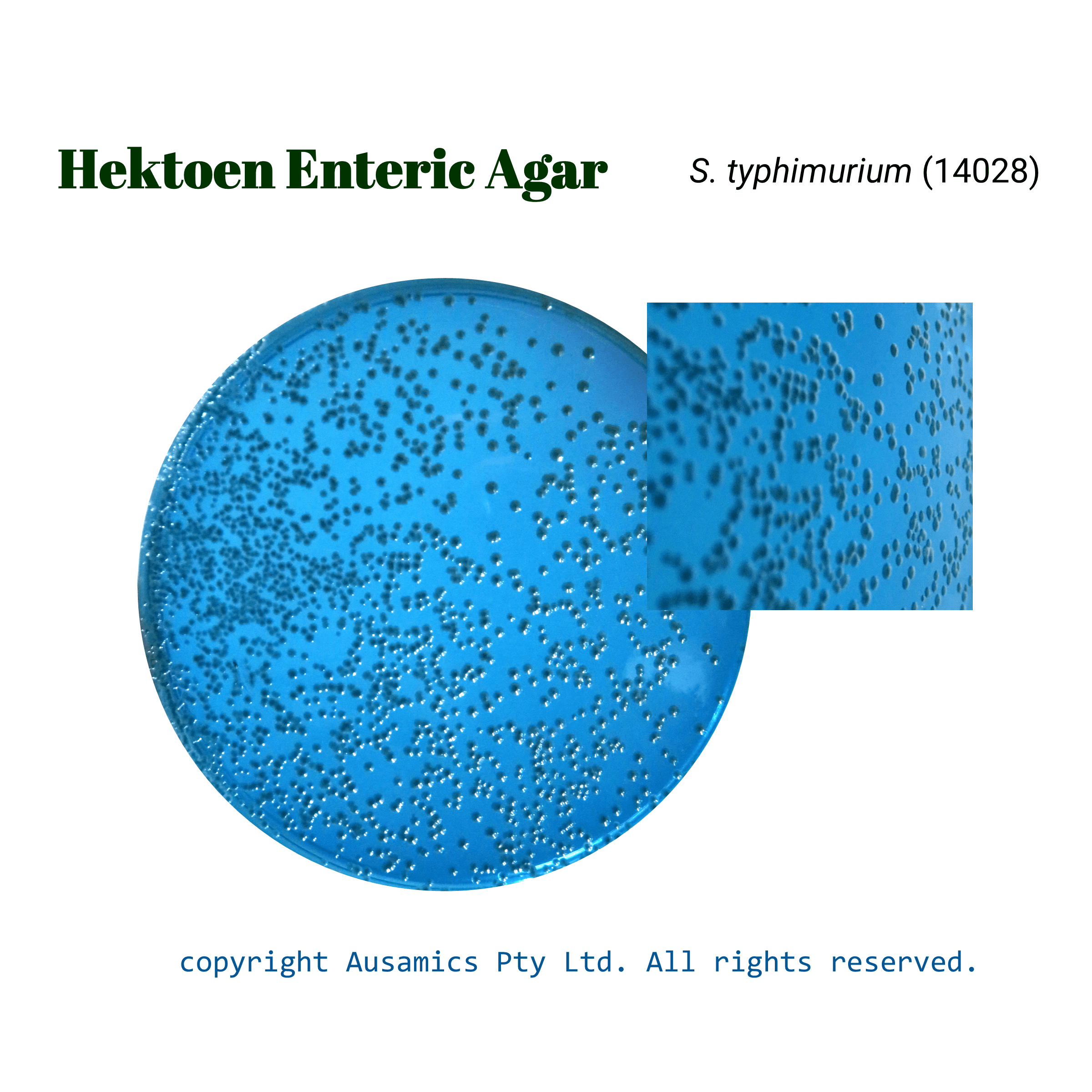 Hektoen_Enteric_Agar_Styphimurium(14028)_Ausamics