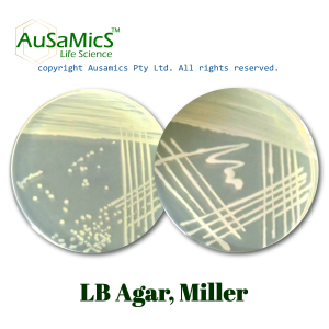 LB_Agar_Ausamics