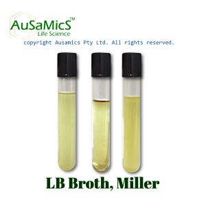 LB_Broth_Ausamics