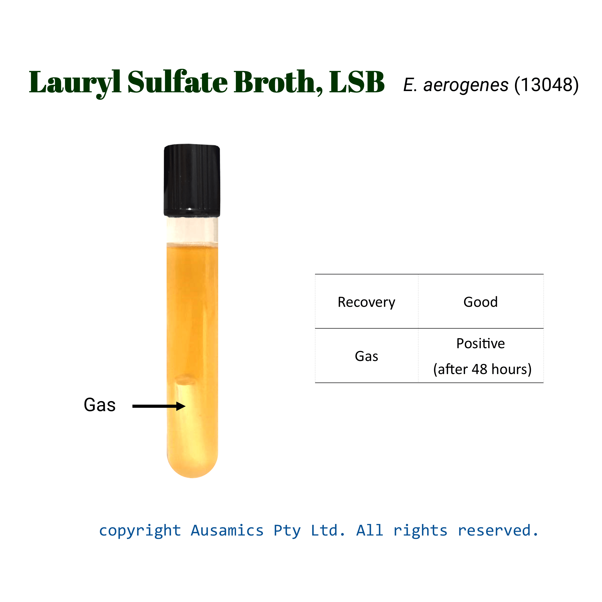 Lauryl_sulfate_broth_Eaerogenes(13048)_Ausamics