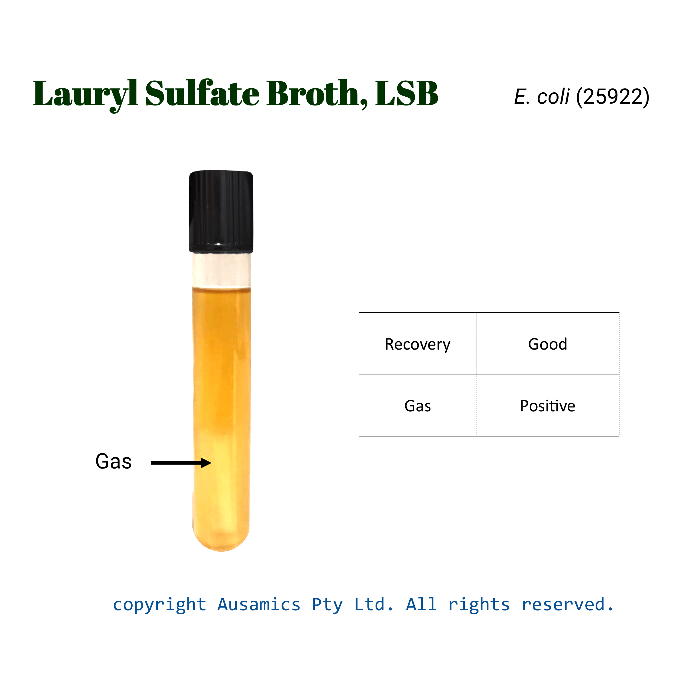 Lauryl_sulfate_broth_Ecoli(25922)_Ausamics