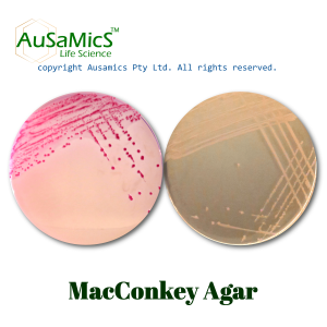 MacConkey_Agar_Ausamics