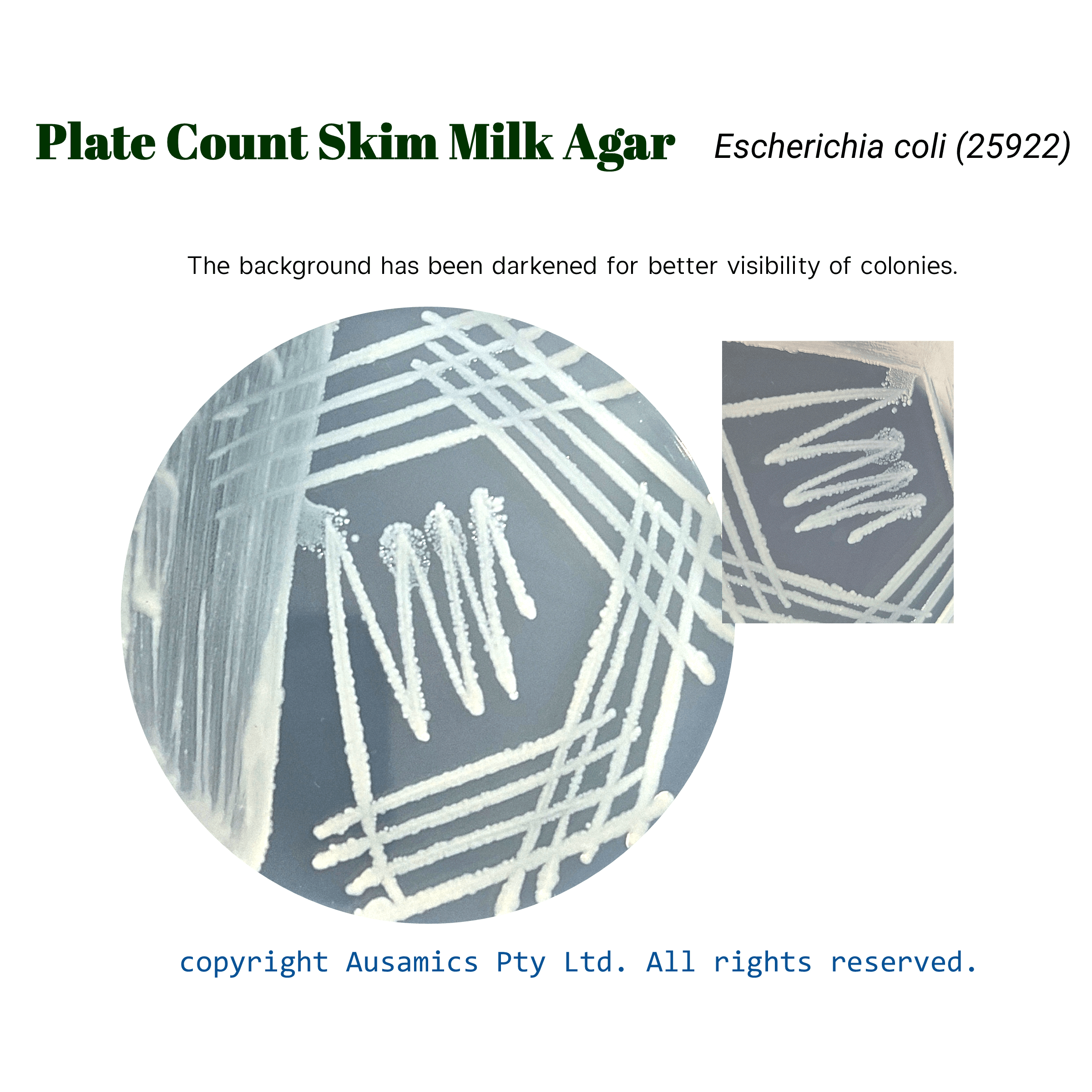 Plate_Count_Skim_Milk_Agar_Escherichia_coli
