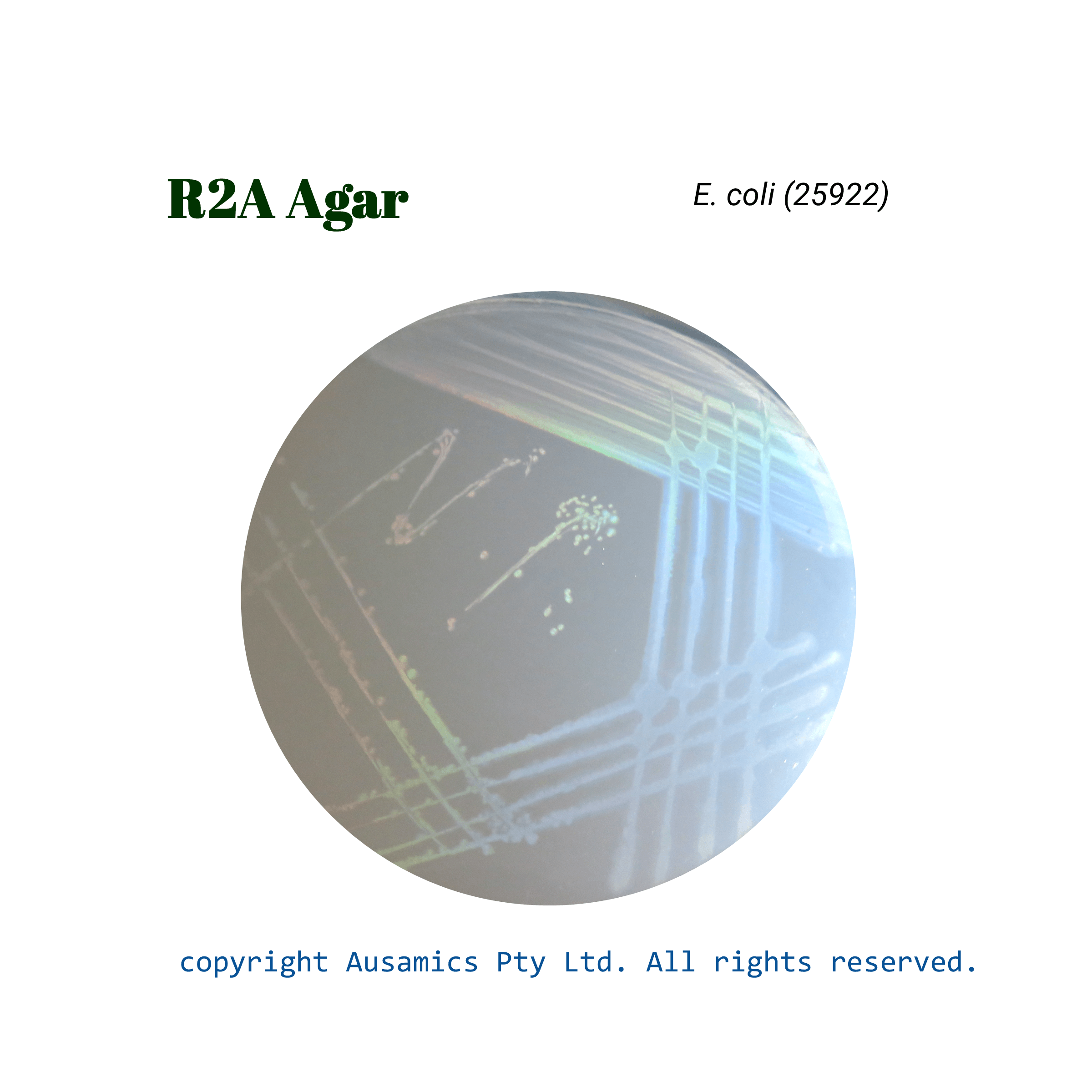 R2A_Agar_Ecoli(25922)_Ausamics