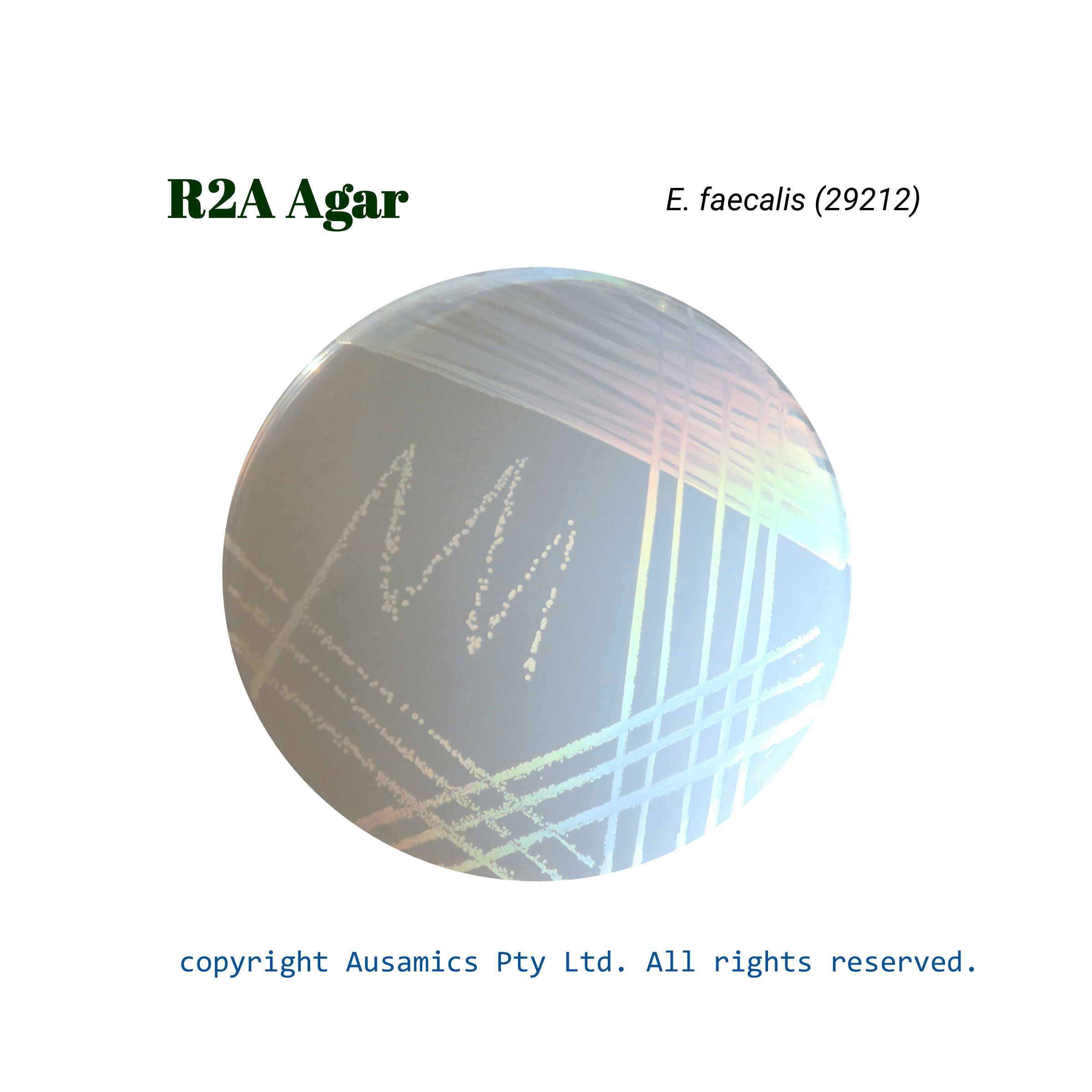 R2A_Agar_Efaecalis(29212)_Ausamics