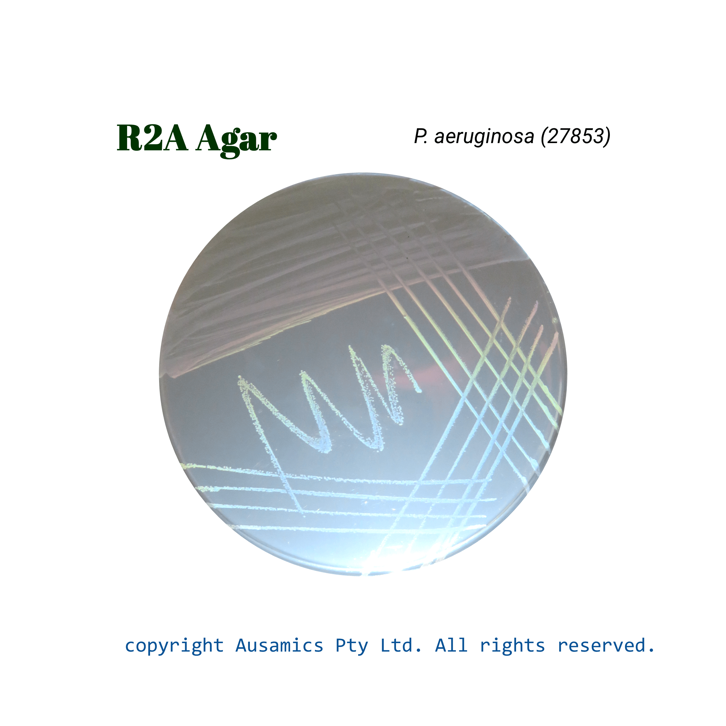 R2A_Agar_Paeruginosa(27853)_Ausamics