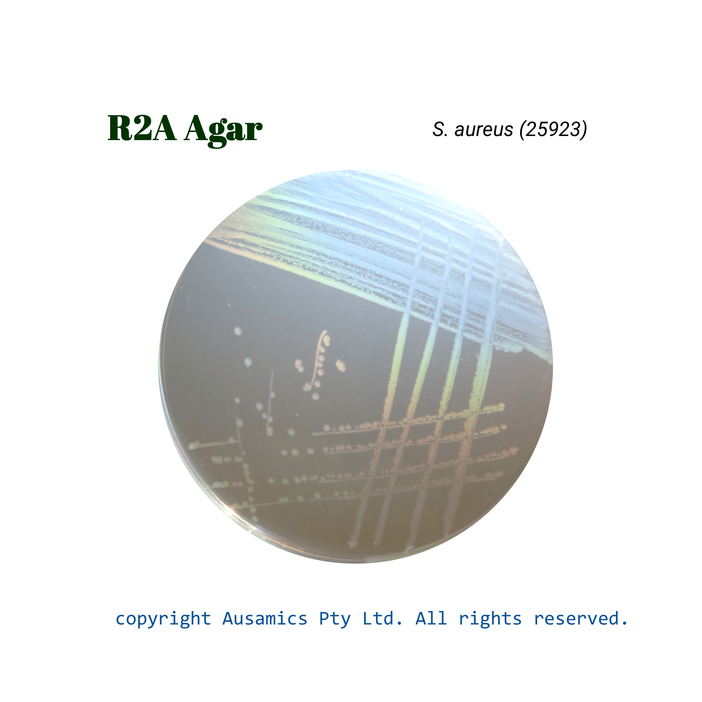 R2A_Agar_Saureus(25923)_Ausamics