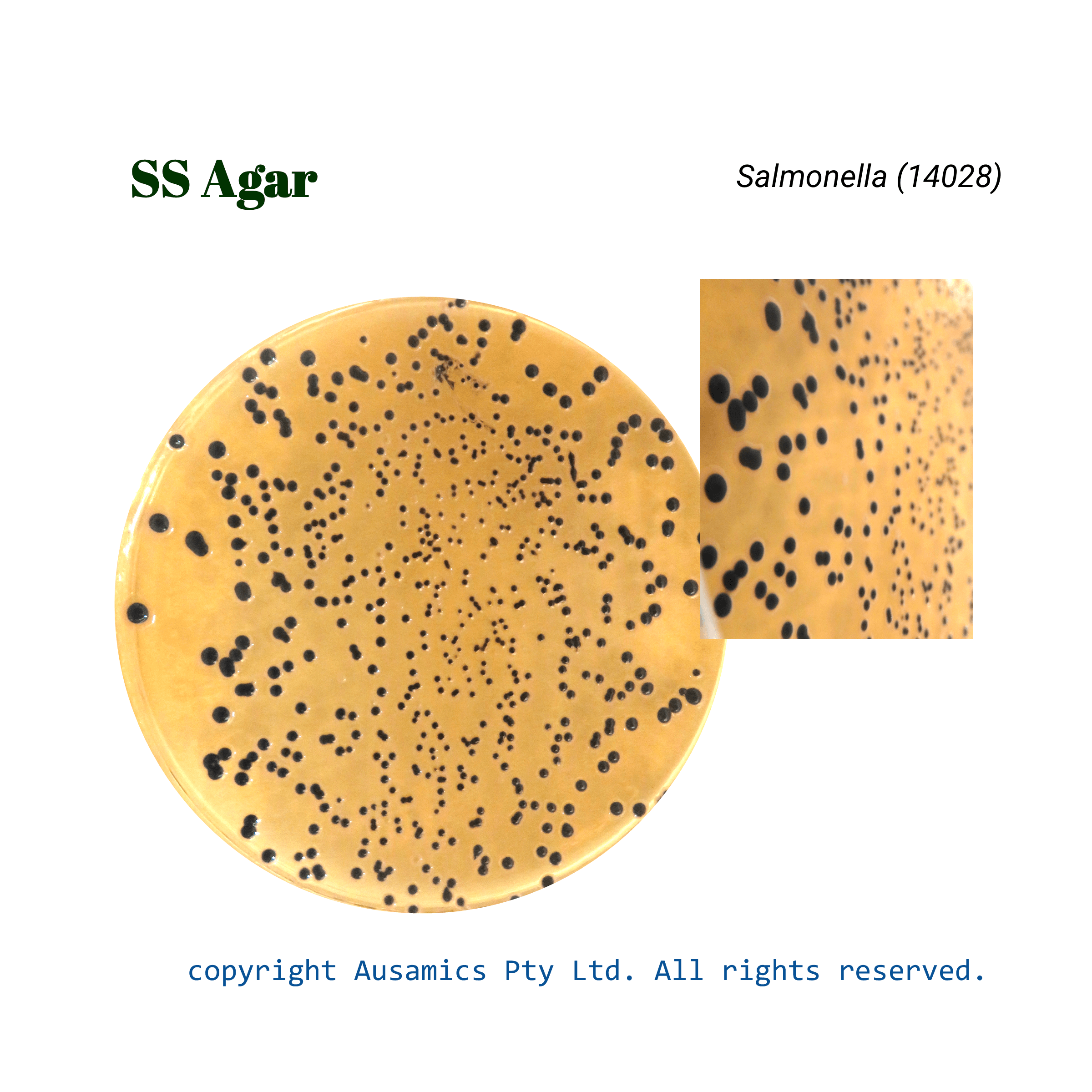 SS_Agar_Salmonella(14028)_Ausamics