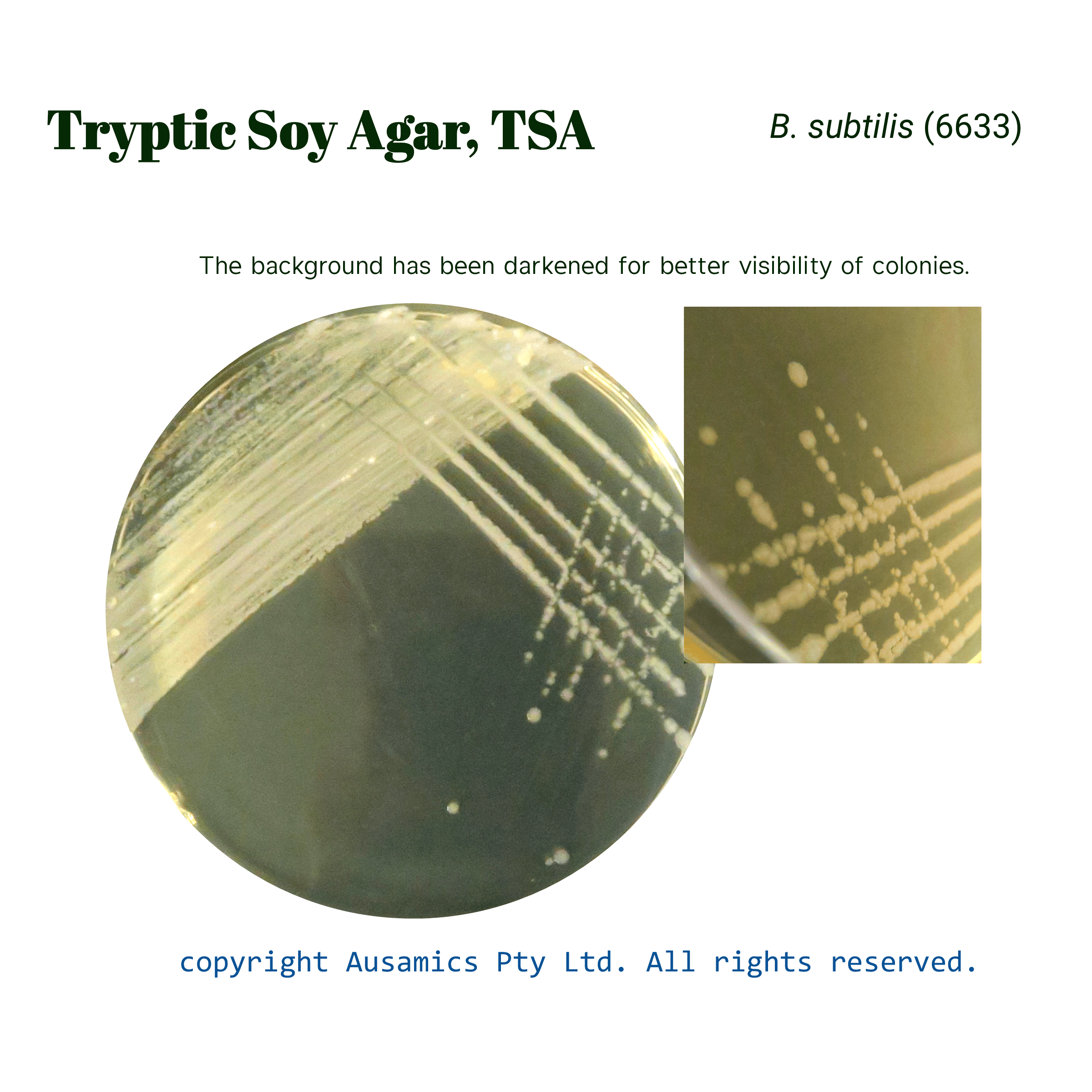 TSA_Bsubtilis(6633)_Ausamics