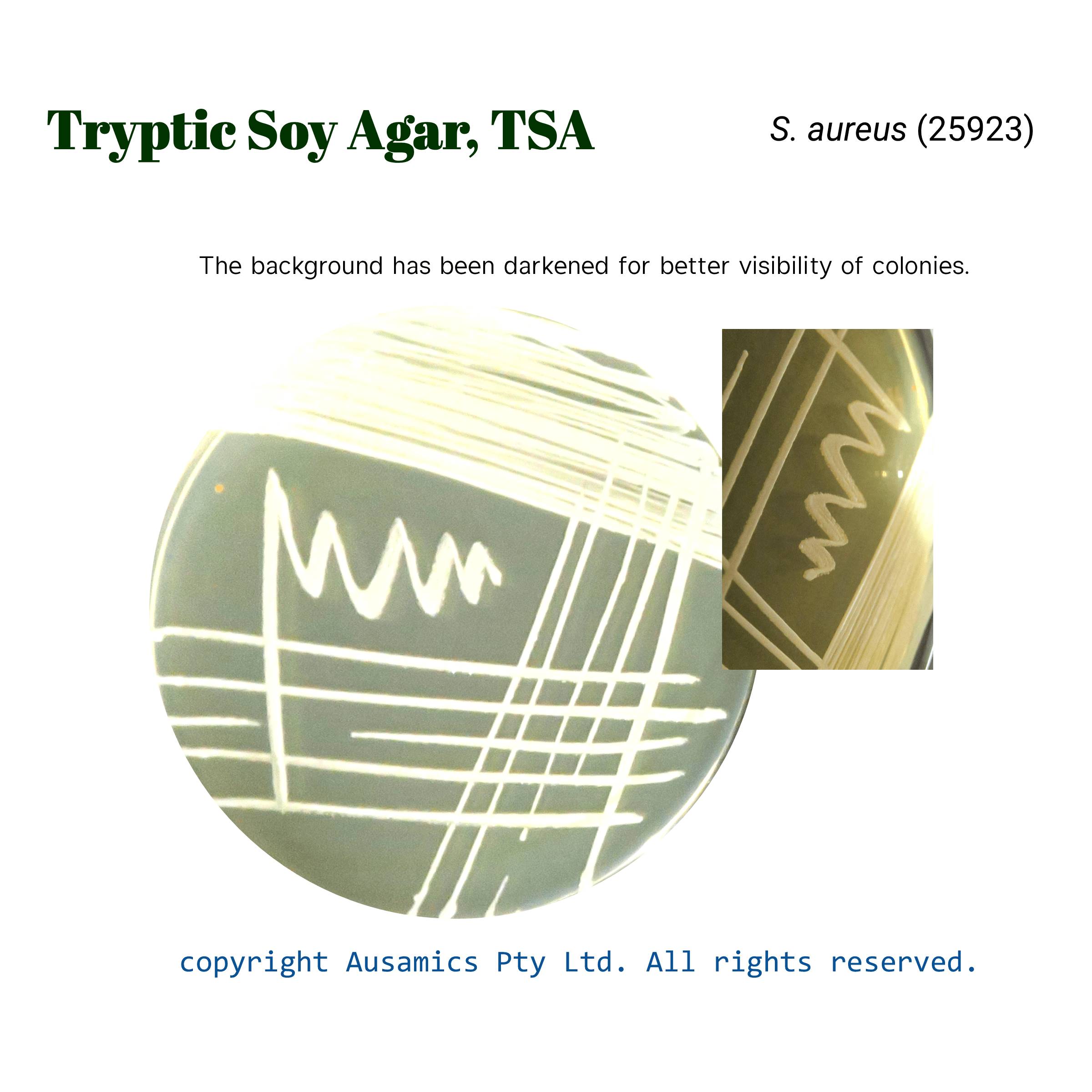 TSA_Saureus(25923)_Ausamics