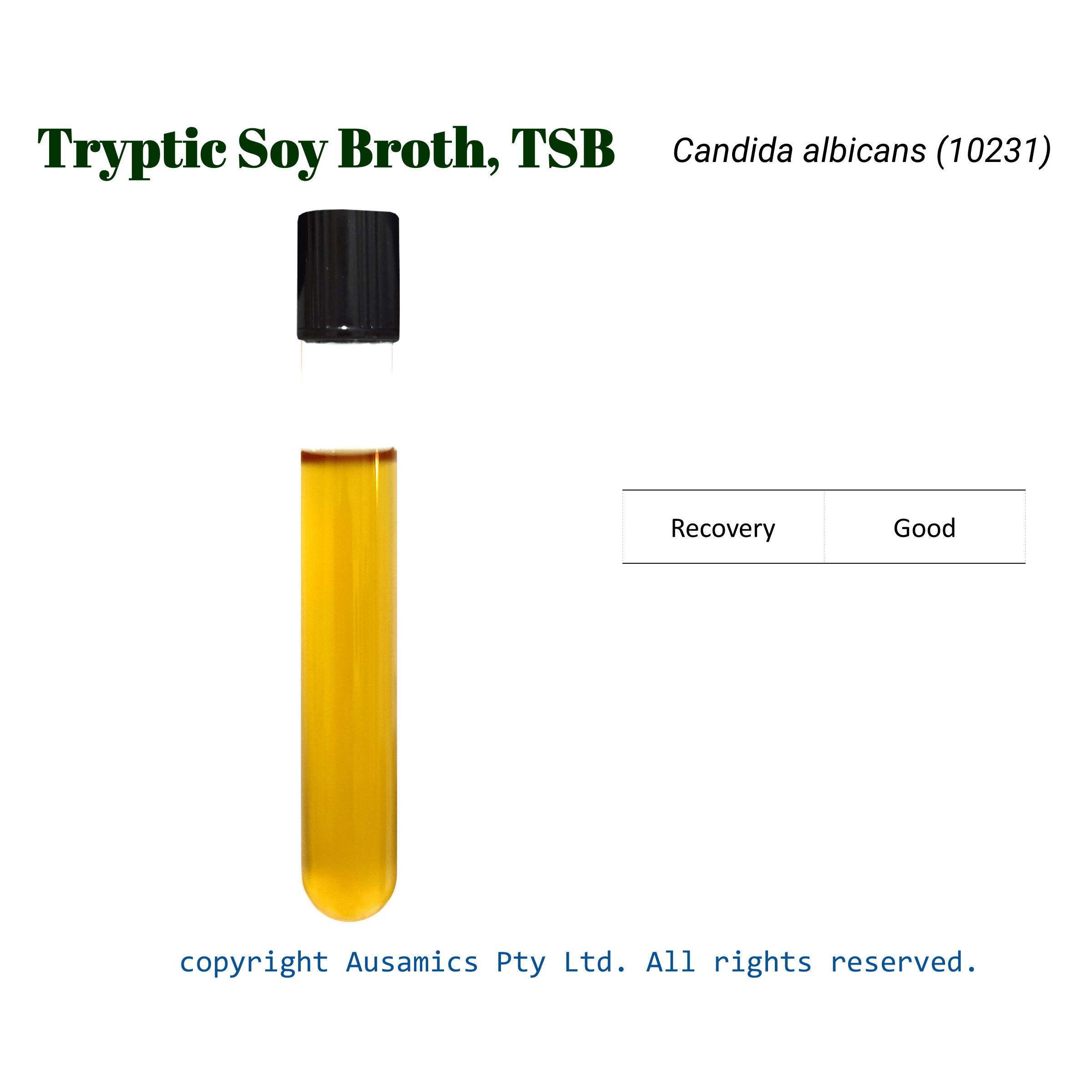 TSB_Candida_albicans_(10231)_Ausamics