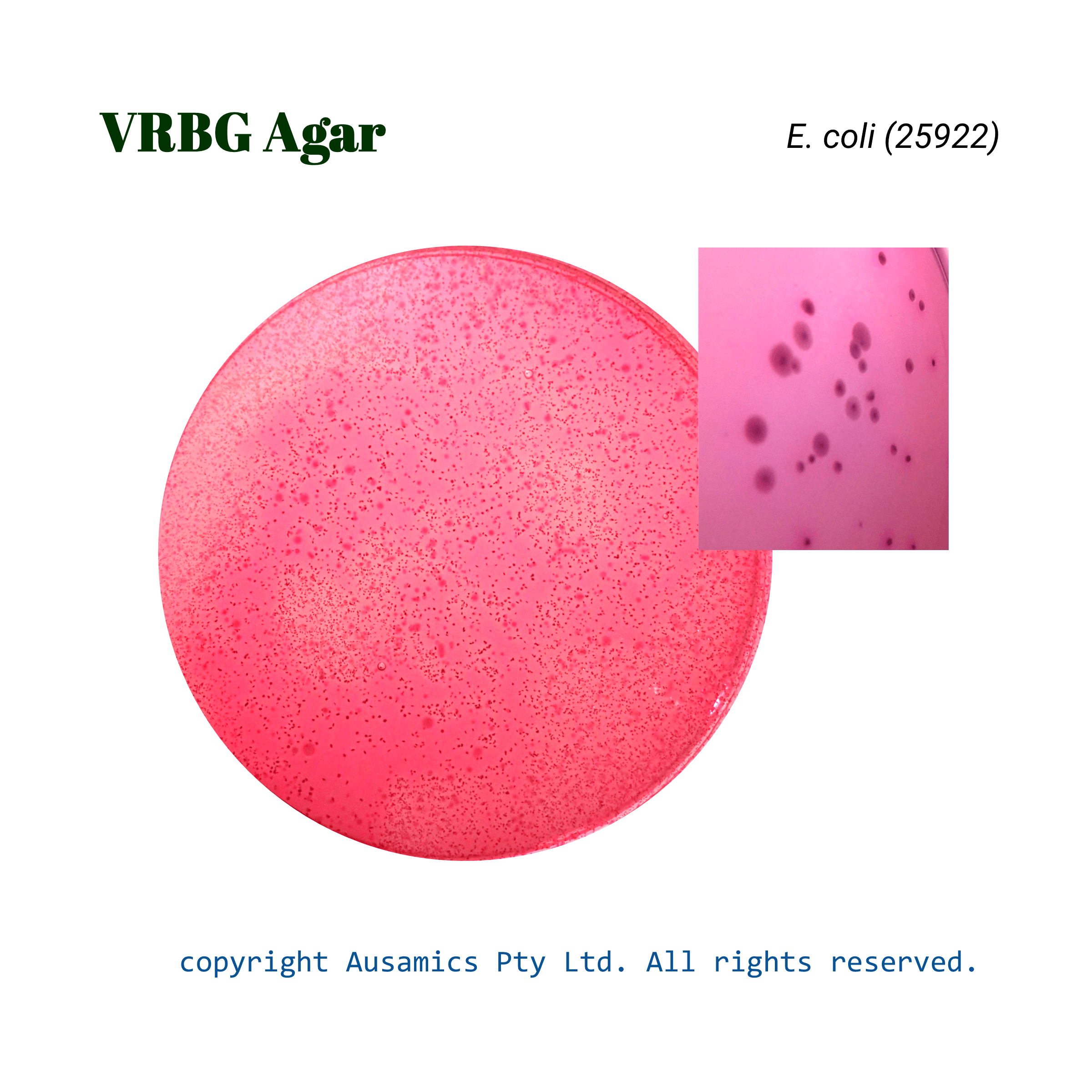 VRBGA_Ecoli(25922)_Ausamics