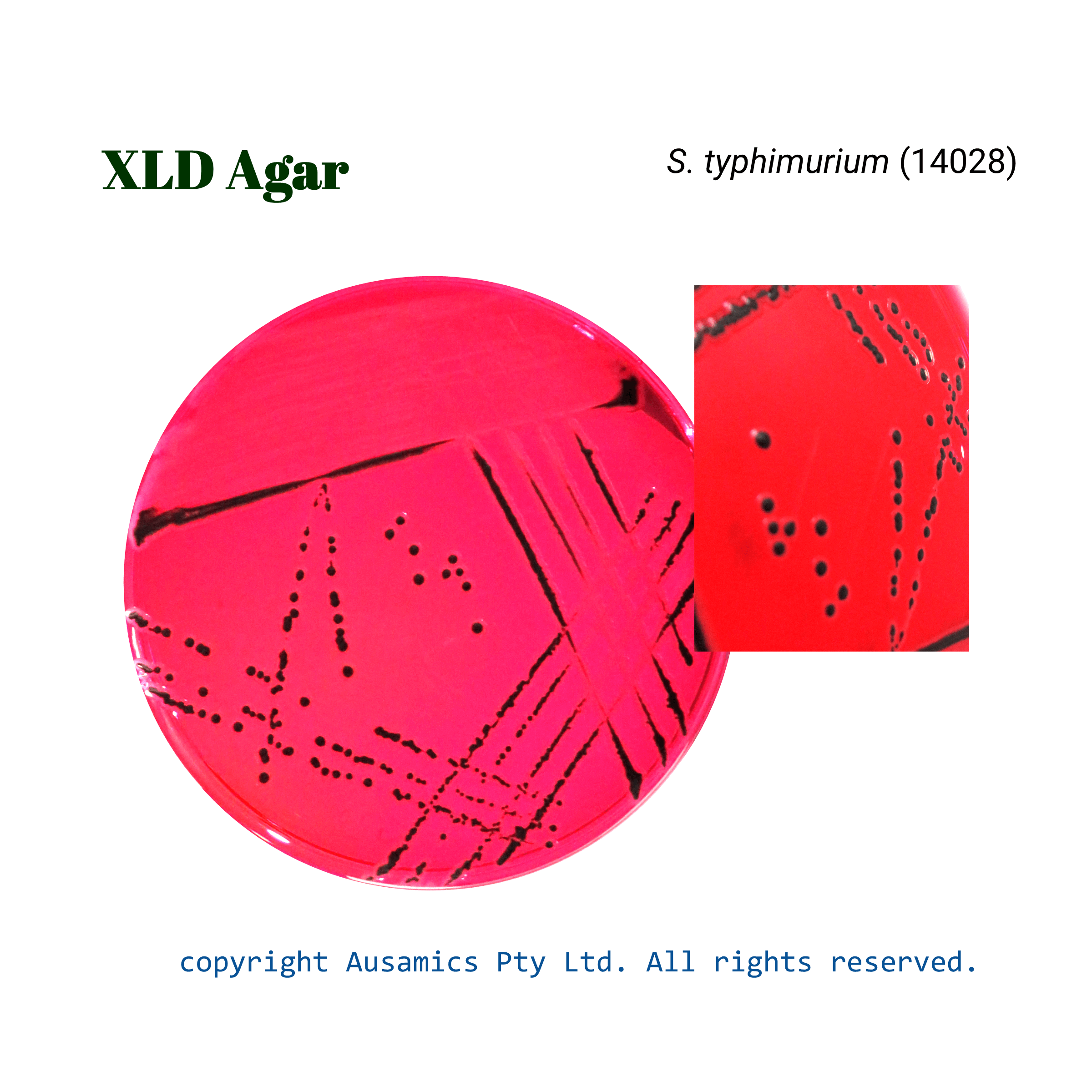 XLD_Styphimurium_(14028)_Ausamics