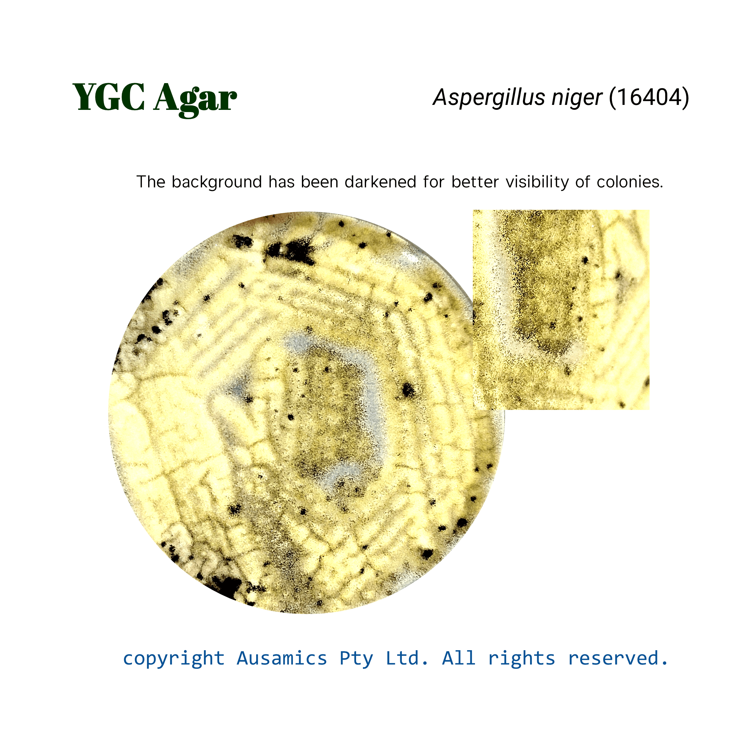 YGC_Aspergillus_niger(16404)_Ausamics