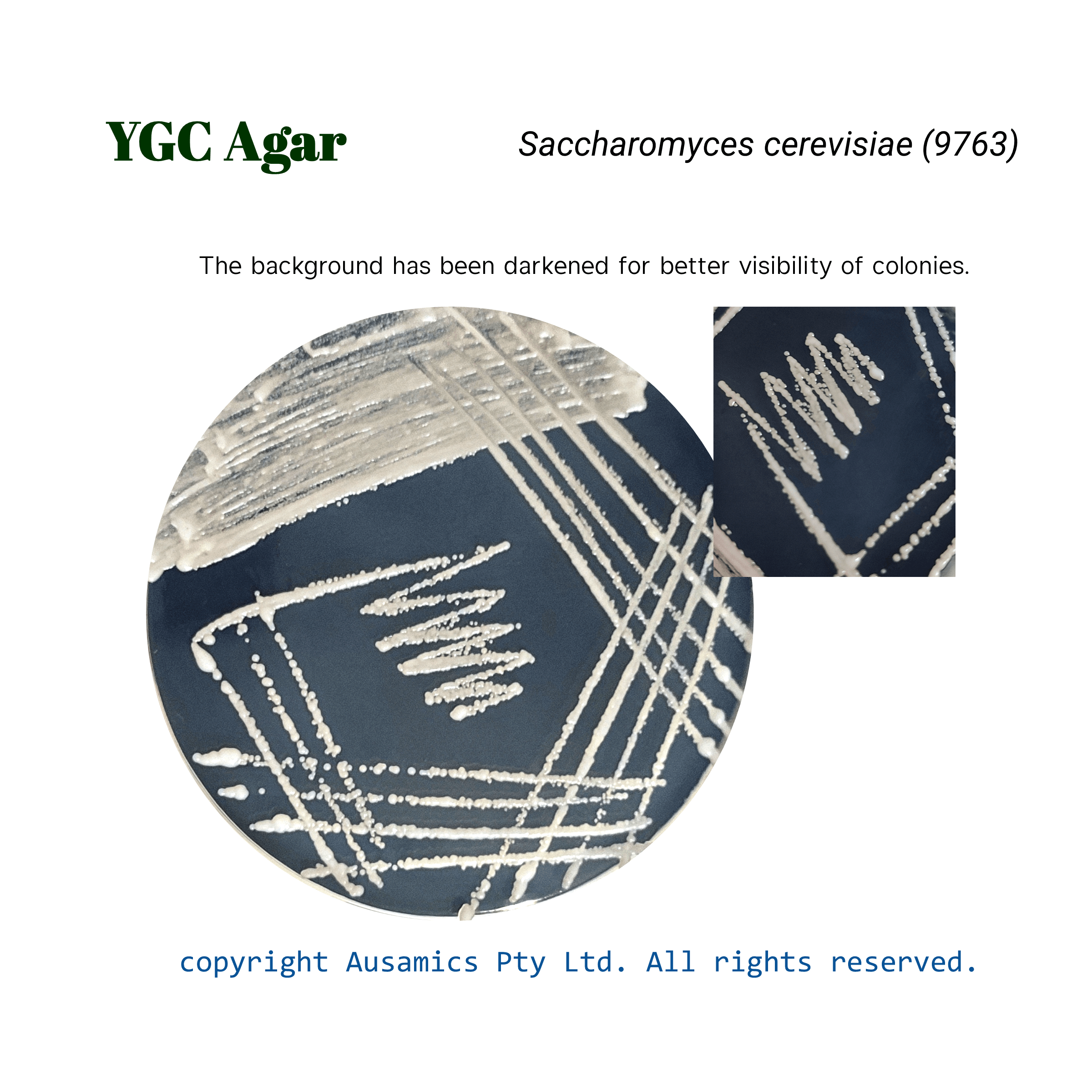 YGC_Saccharomyces_cerevisiae_(9763)_Ausamics